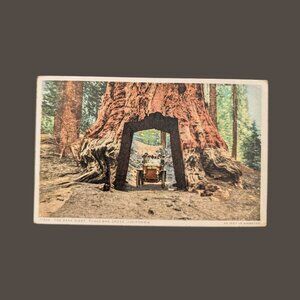Vintage Blank The Dead Giant Wawona Tree Yosemite California Postcard